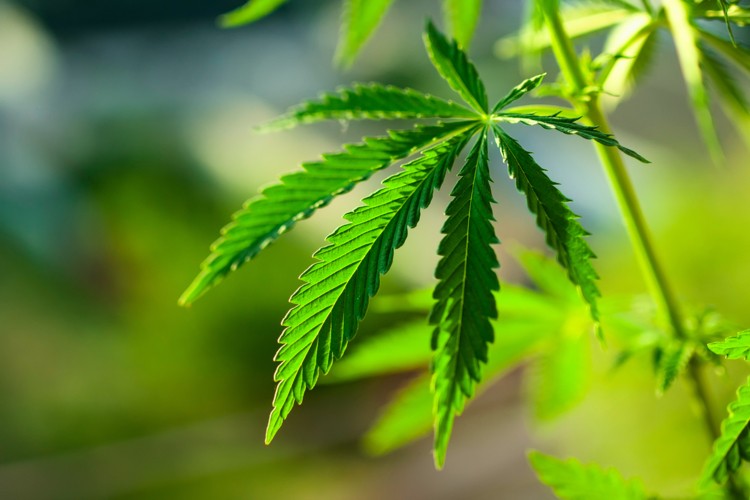 cbd-is-on-fire-says-brightfield-but-market-remains-dogged-by-regulatory-confusion-and-unclear-terminology-surrounding-hemp_wrbm_large