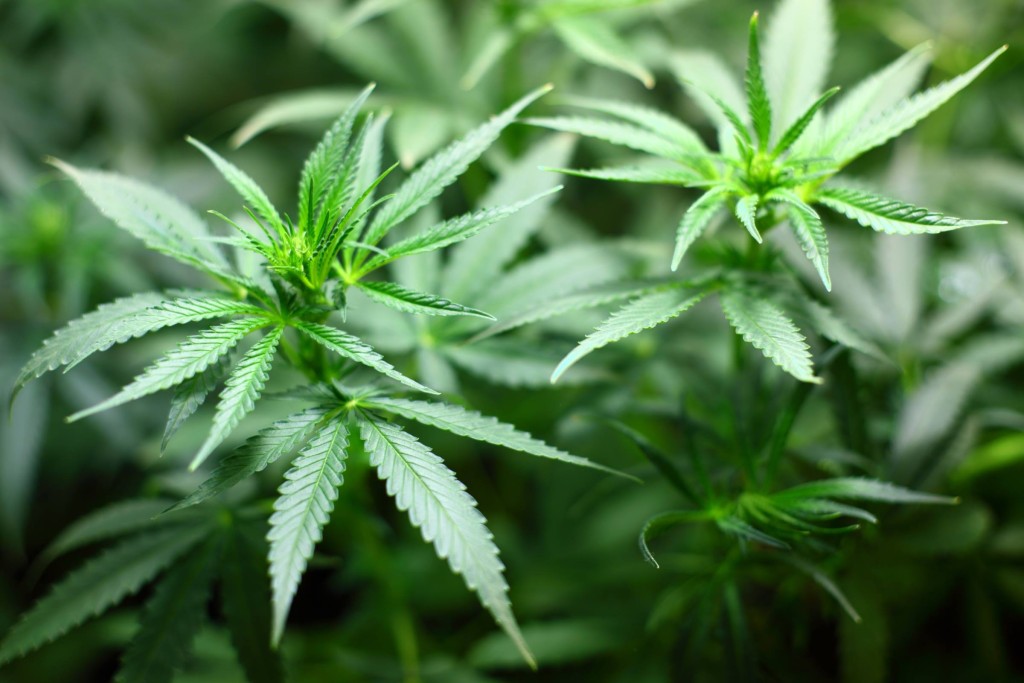 marijuana_cannabis_plant